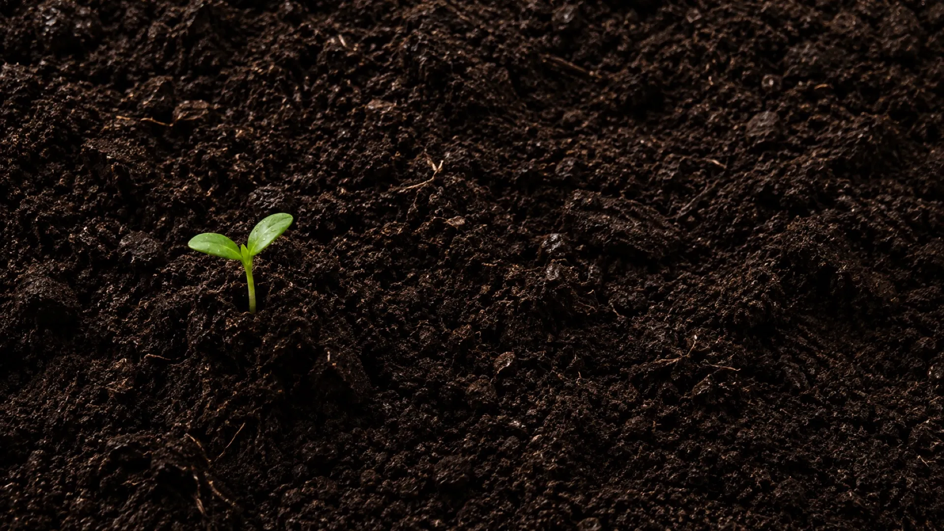 Soil with a small green sprout